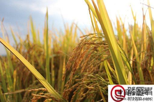 五谷丰登是哪五谷?五谷都有什么?