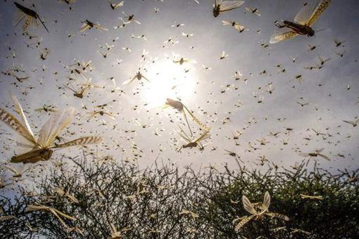 唐朝宰相姚崇用什么方法治蝗?姚崇灭蝗故事介绍 唐朝宰相姚崇用什么方法治蝗?姚崇灭蝗故事介绍