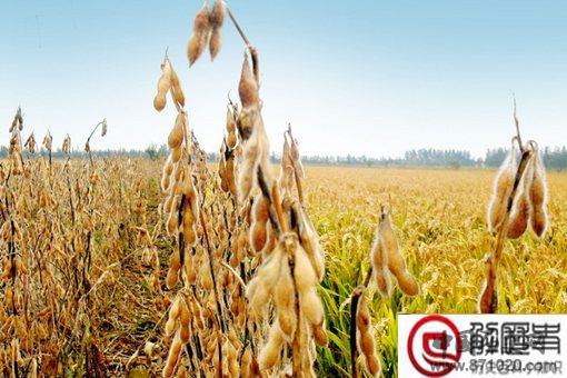 五谷丰登是哪五谷?五谷都有什么?