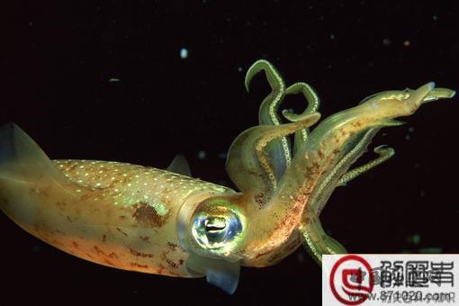 乌贼为什么是四维生物 思维生物真的存在吗
