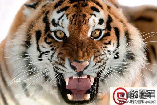 武松徒手杀虎可信吗 科学证明不可能