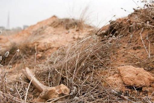 卡扎菲死后利比亚是怎么安葬他的?