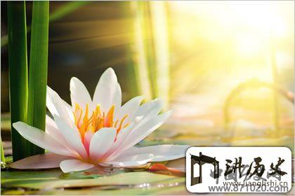 佛教象征物，佛教莲花图片大全