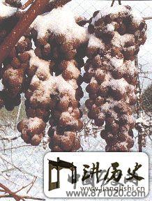 德国冰葡萄酒-酒知识，酒文化，酒品评，酒友家园！-闻酒知香