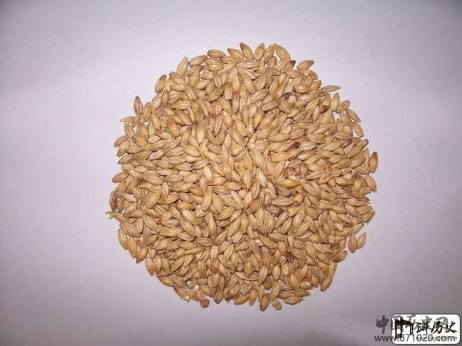 啤酒大麦和饲用大麦的区别-酒知识，酒文化，酒品评，酒友家园！-闻酒知香