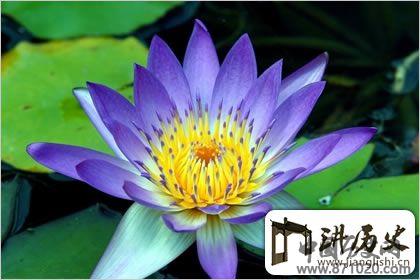 佛教象征物，佛教莲花图片大全