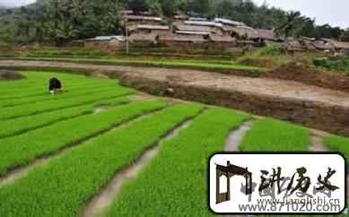 黎族人是怎样水田耕作的？有何民族特点