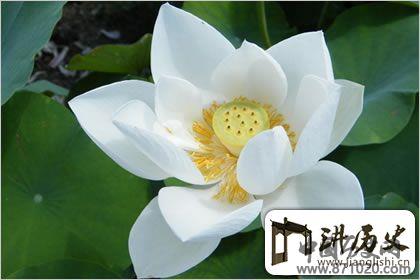佛教象征物，佛教莲花图片大全