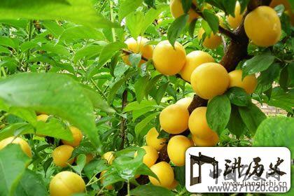 仙气缭绕下的仙山：武当山特产有哪些