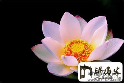 佛教象征物，佛教莲花图片大全