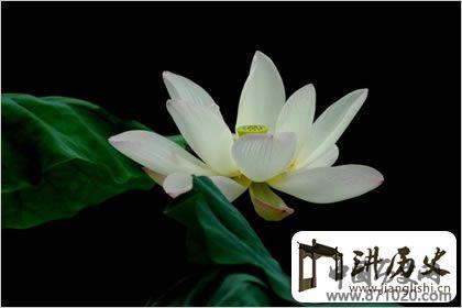 佛教象征物，佛教莲花图片大全