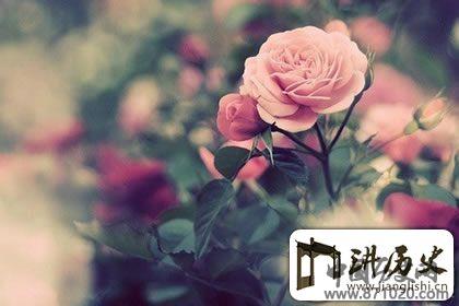 一花一世界，禅语感悟人生的句子赏析