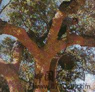 木塞和螺旋盖封装的比较-酒知识，酒文化，酒品评，酒友家园！-闻酒知香