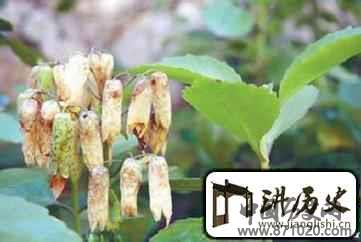 哈萨克族医生是怎样用特殊手法治病的