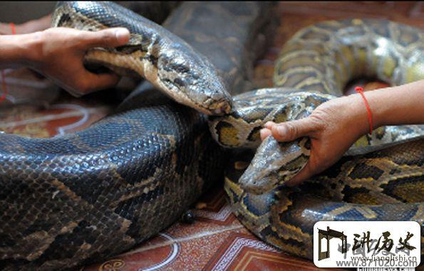 柬埔寨村落为蟒蛇举行婚礼