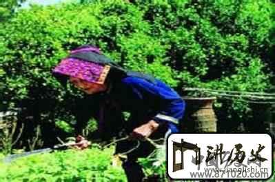 黎族人传统常用草药有哪些？黎族医药学
