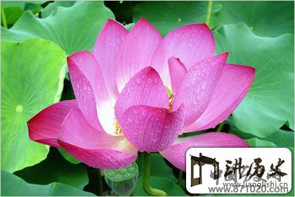 佛教象征物，佛教莲花图片大全