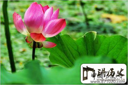 佛教象征物，佛教莲花图片大全