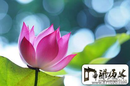佛教象征物，佛教莲花图片大全