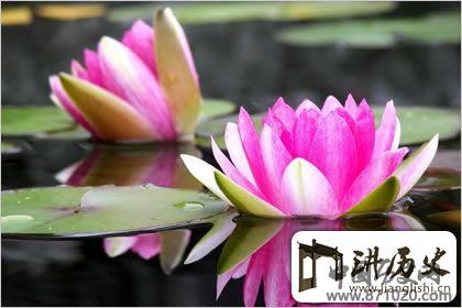 佛教象征物，佛教莲花图片大全