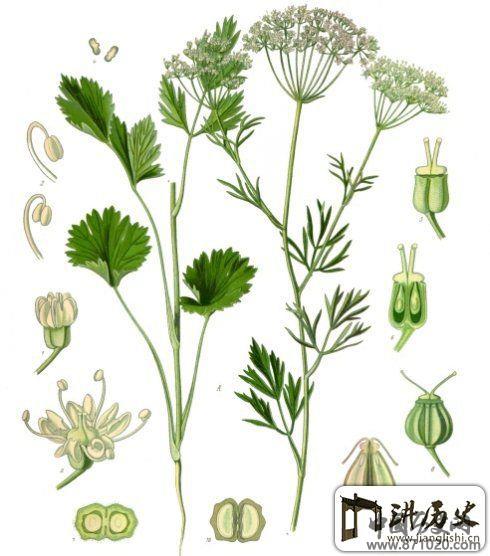 苦艾酒的制作流程-酒知识，酒文化，酒品评，酒友家园！-闻酒知香