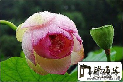 佛教象征物，佛教莲花图片大全