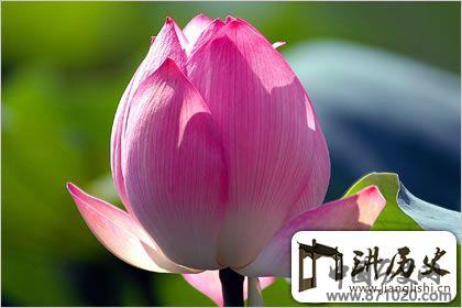 佛教象征物，佛教莲花图片大全