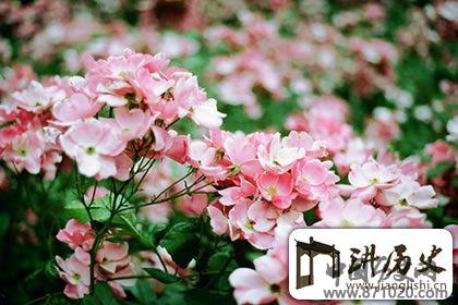 一花一世界，禅语感悟人生的句子赏析