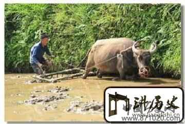 苗族农耕文化是啥？贵州苗族的农耕文化简介