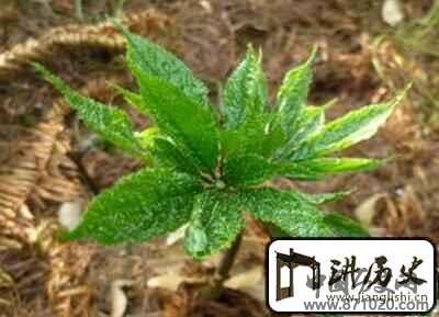 彝族的特色饮品有哪些都是什么特点