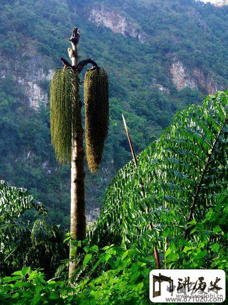 董棕酒-酒知识，酒文化，酒品评，酒友家园！-闻酒知香