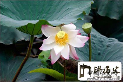 佛教象征物，佛教莲花图片大全
