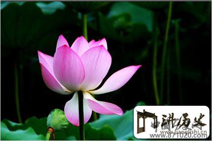 佛教象征物，佛教莲花图片大全