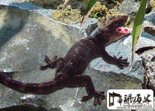 蛤蚧酒-酒知识，酒文化，酒品评，酒友家园！-闻酒知香