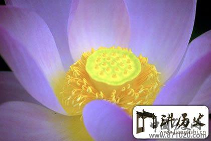 佛教象征物，佛教莲花图片大全