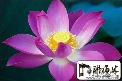 佛教象征物，佛教莲花图片大全