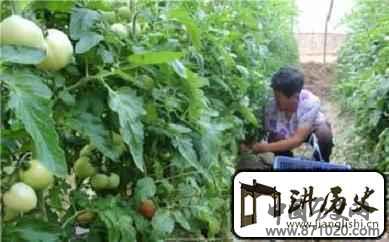 大厂回族自治县经济发展及特色行业