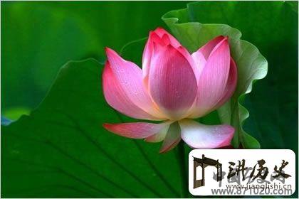 佛教象征物，佛教莲花图片大全