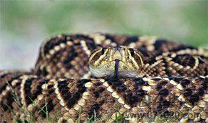 蕲蛇酒-酒知识，酒文化，酒品评，酒友家园！-闻酒知香