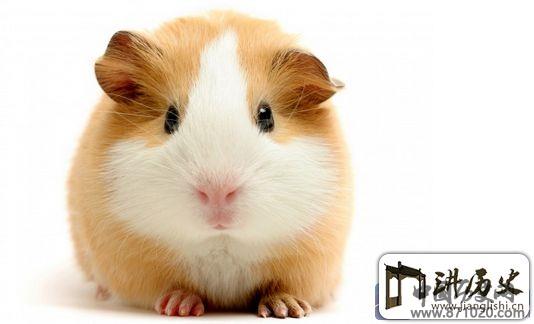 人际交往礼仪-常见社交礼仪-社交礼仪技巧