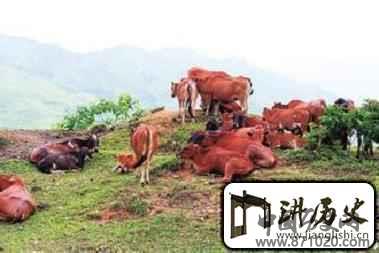 毛南族习俗毛南族人是如何养菜牛的