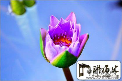 佛教象征物，佛教莲花图片大全