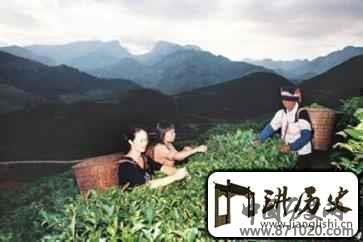 瑶族文化瑶族的茶有着什么样的民族文化
