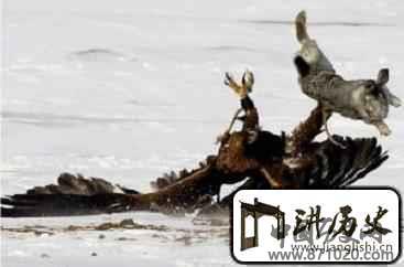 哈萨克族的“鹰猎”是怎样的一种狩猎形式