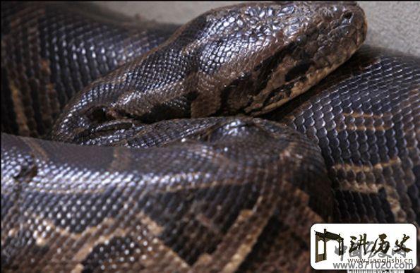 柬埔寨村落为蟒蛇举行婚礼