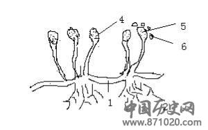 白酒中的微生物知识-酒知识，酒文化，酒品评，酒友家园！-闻酒知香