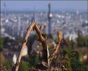 奥地利的葡萄酒产区-酒知识，酒文化，酒品评，酒友家园！-闻酒知香