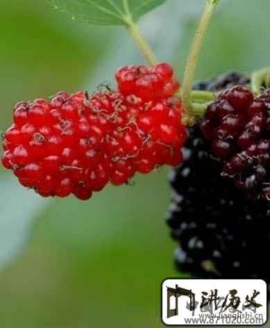 桑葚泡酒怎么做好喝?