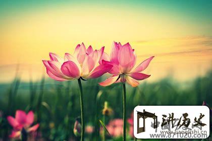 佛教象征物，佛教莲花图片大全