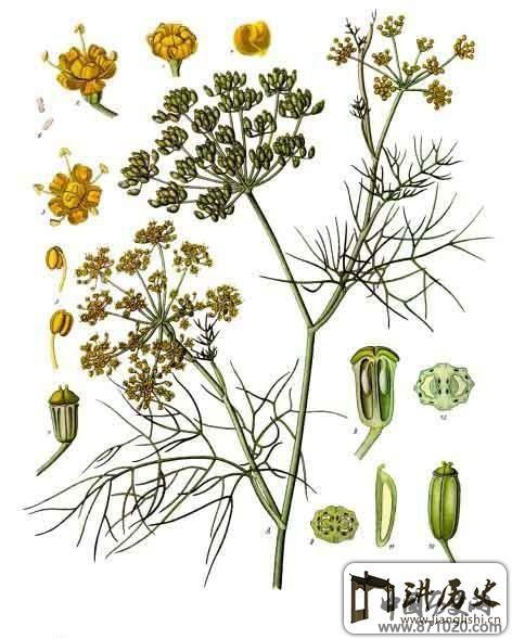 苦艾酒的制作流程-酒知识，酒文化，酒品评，酒友家园！-闻酒知香